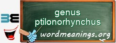 WordMeaning blackboard for genus ptilonorhynchus